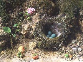 Still life with bird's nest