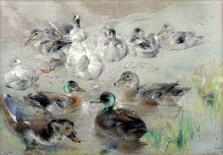 Study of Ducks van William Huggins