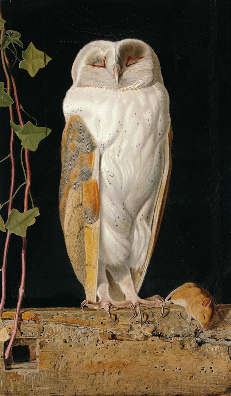 Die Schleiereule (The White Owl) van William J. Webb or Webbe
