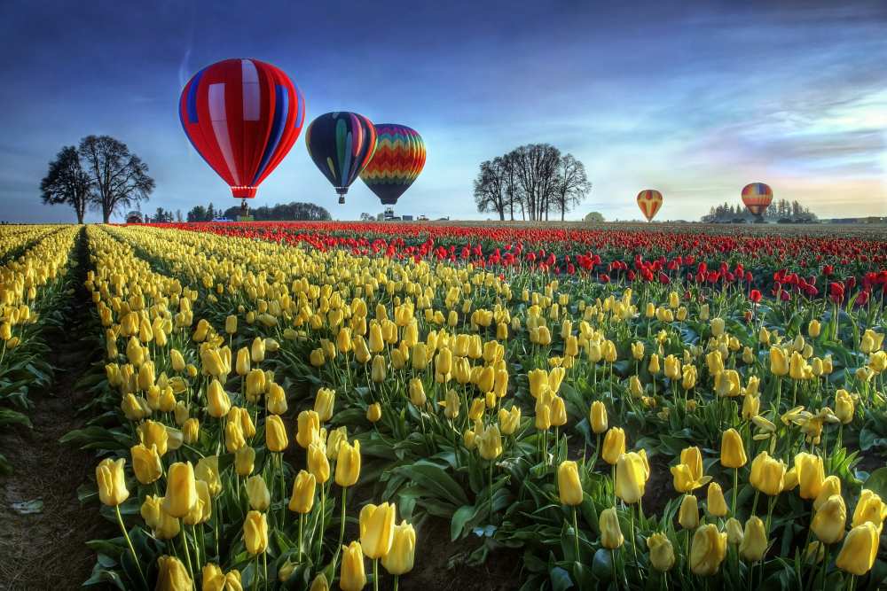 Hot air balloons over tulip field van William Lee