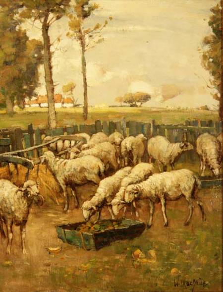 The Sheep Fold van William McBride