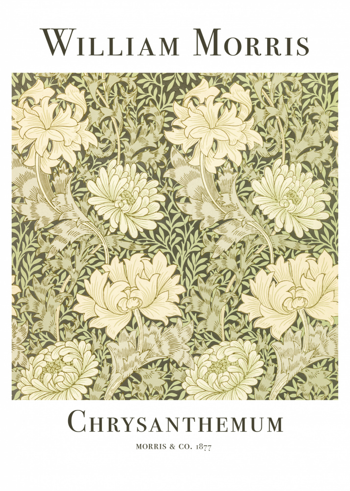 Chrysanthemum van William  Morris