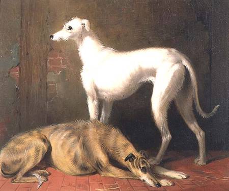 Dreaming of the Chase: Scottish Deerhounds van William u. Henry Barraud