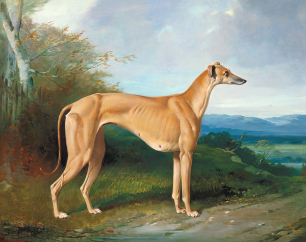 The Greyhound Bitch Lydia van William u. Henry Barraud