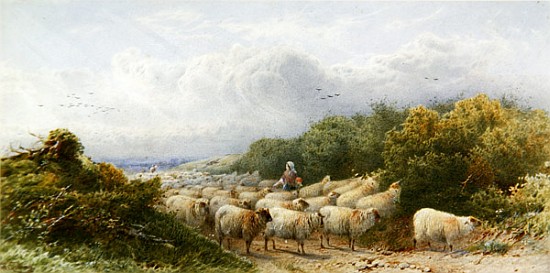 Sheep on the Downs van William W. Gosling