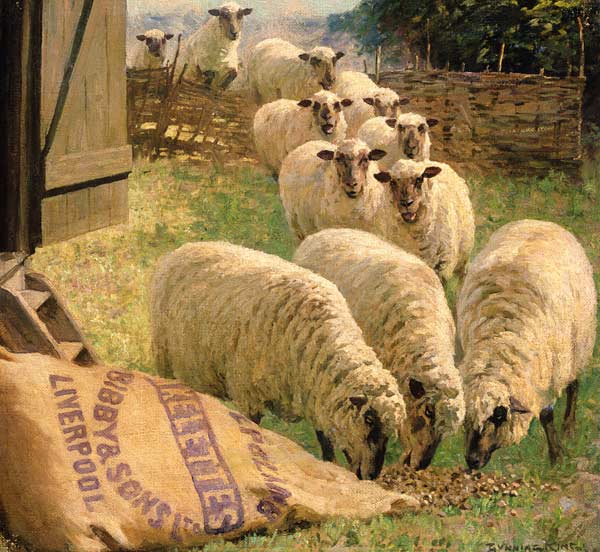 Sheep feeding from an upturned grain bag (oil on canvas)  van William Gunning King