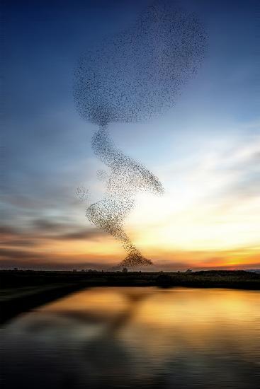 The starling dance