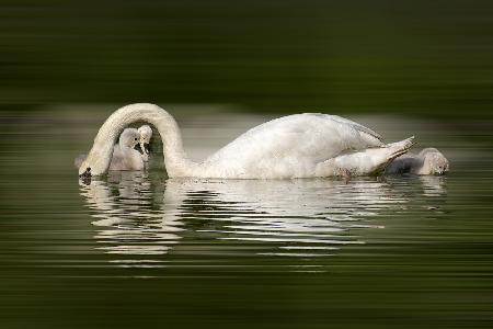 New born swan babies