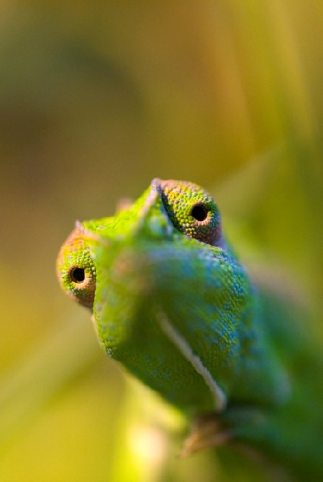 chameleon van Wolfgang Simlinger