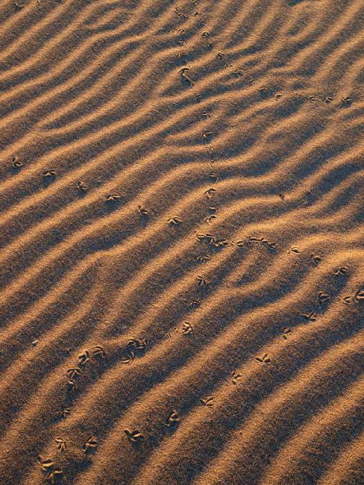 dunes van Wolfgang Simlinger