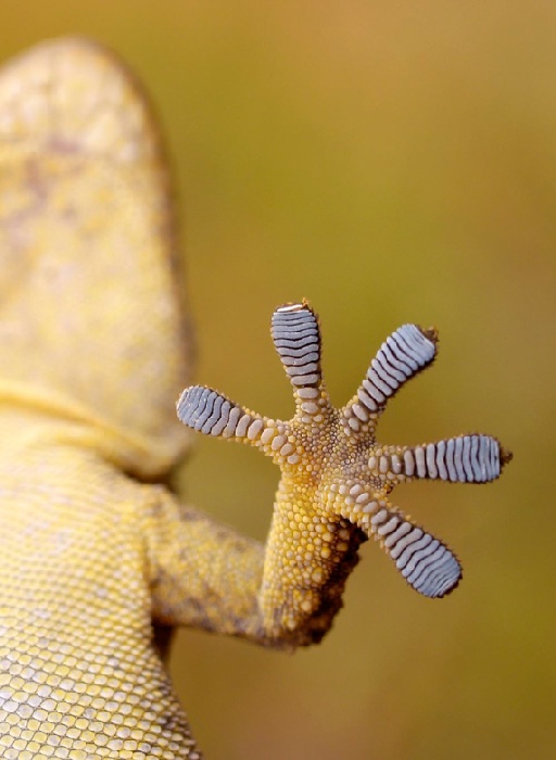 gecko van Wolfgang Simlinger