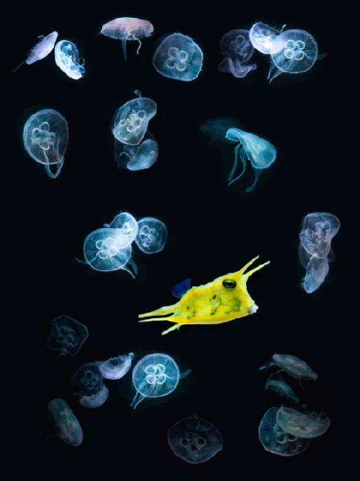 jelly + fish van Wolfgang Simlinger