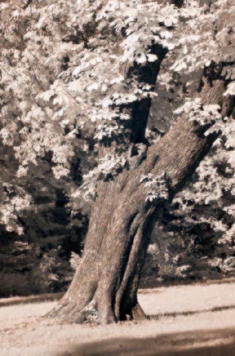 old tree van Wolfgang Simlinger