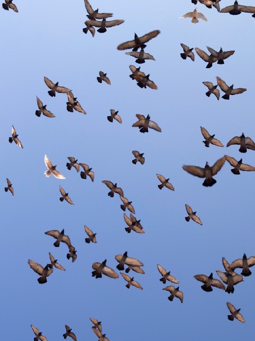 pigeons van Wolfgang Simlinger
