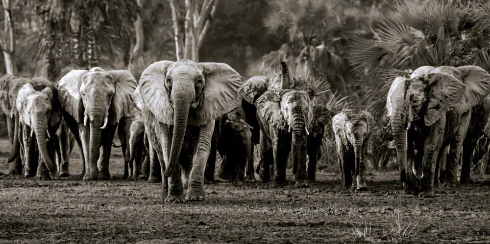 Elephant Herd, Gorongosa NP van Wyn Lewis-Bevan