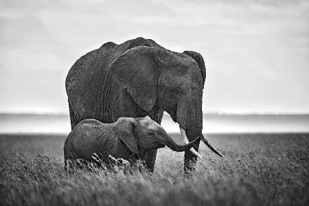 Mother elephant with her calf