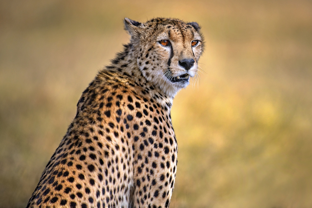 Cheetah portrait van Xavier Ortega