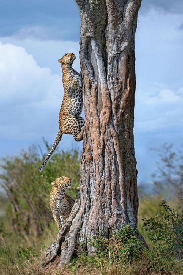 Leopard and her son climbing a tree