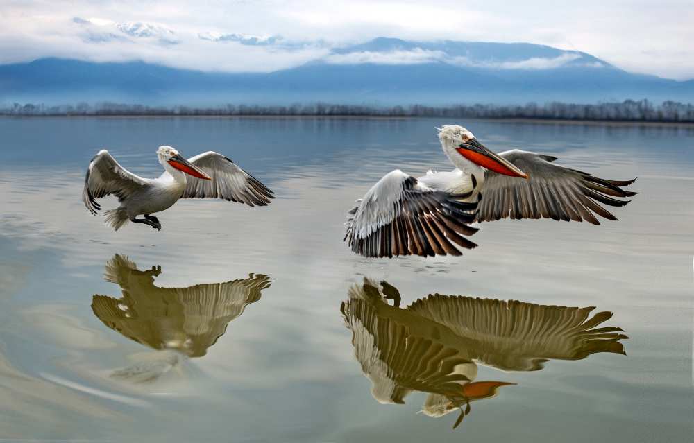 Pelicans flying van Xavier Ortega