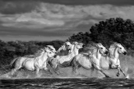 Horses running through the marsh (Monochrome)