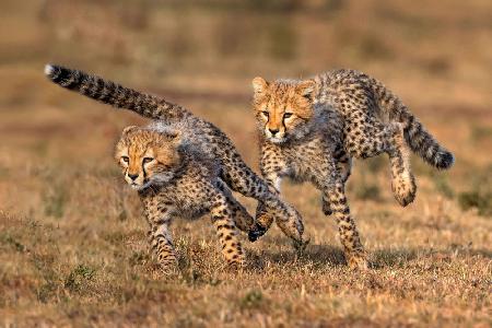 Playful cheetah cubs