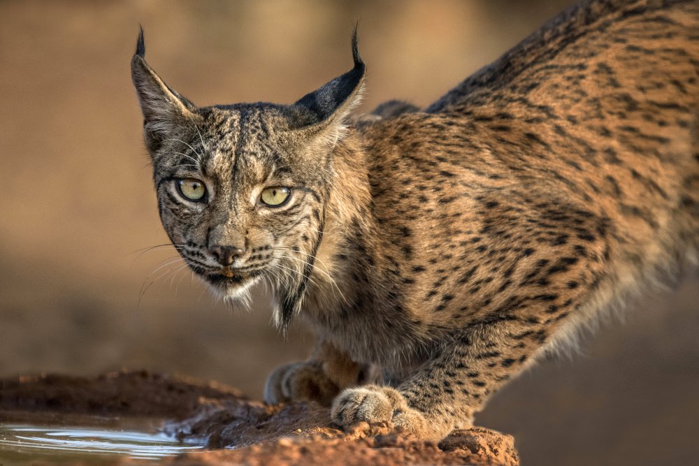 Wild Iberian Lynx van Xavier Ortega