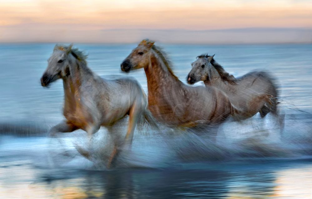 Slow motion horses van Xavier Ortega