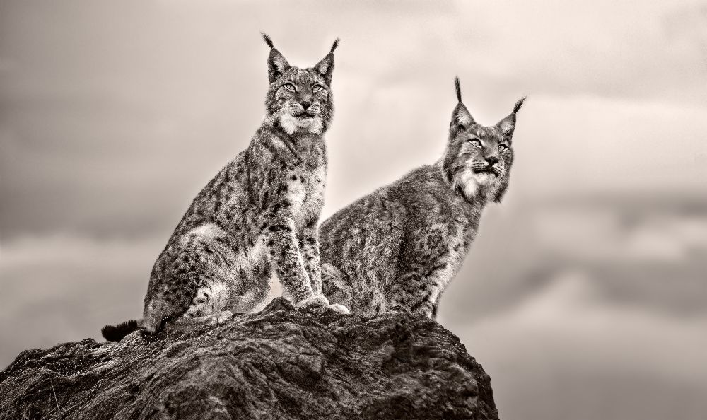 Two Lynx on rock van Xavier Ortega