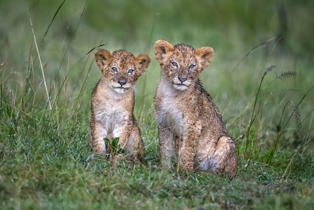 Two rain-soaked lion cubs van Xavier Ortega