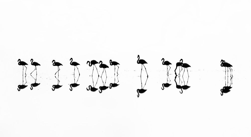 flamingo reflections van Xenophon Mantinios