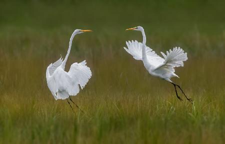 Great egrets