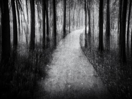 Path in the Woods