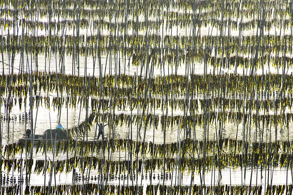 Harvesting kelp van Xinhua Zhou