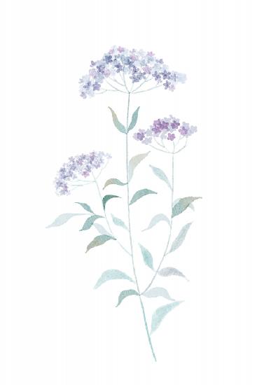 Little Purple Flower