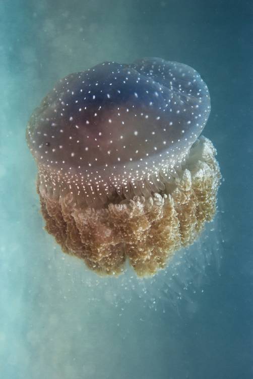 Jellyfish - Phylorhiza punctata van Yaron Halevy
