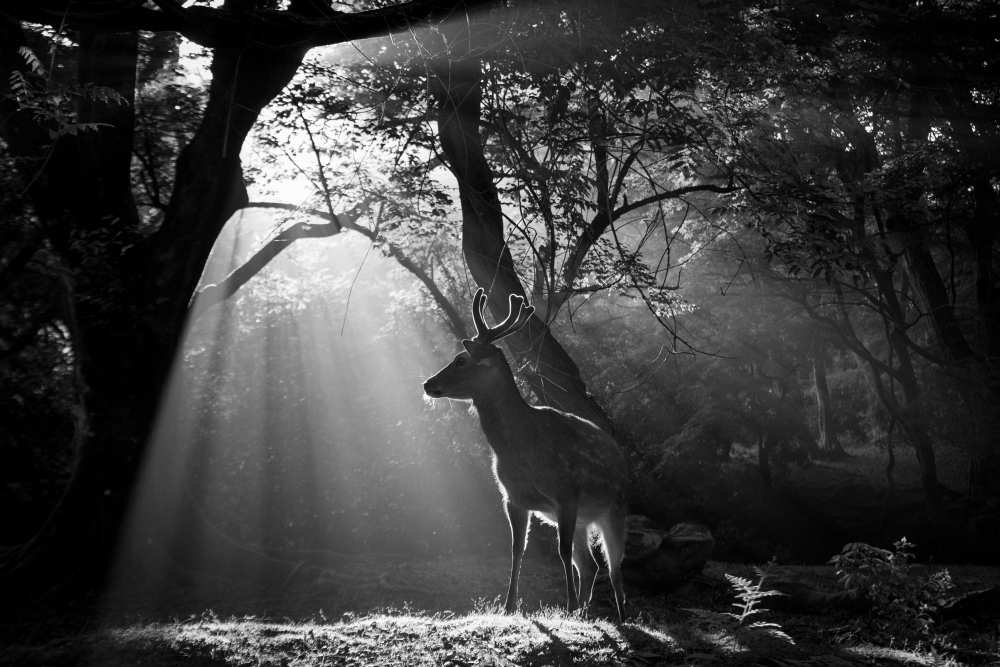 Light and Deer van Yoshinori Matsui