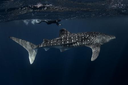 Whale Shark and Chaser