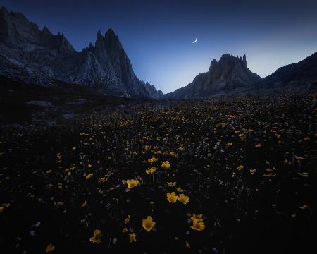 Flower sea and empty valley