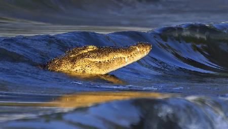 Crocodile Surfing in Sunset