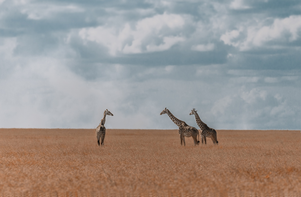 Three giraffes in Serengeti van Yuzheng Ren