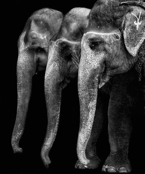 Nature\'s great masterpiece, an elephant; the only harmless great thing ... van Yvette Depaepe
