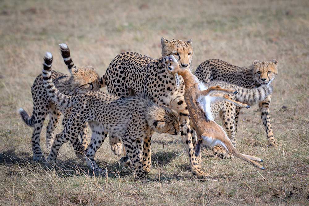 Cheetah Hunting van YY DB
