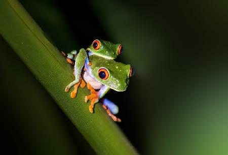 Peekaboo - Red-eyed tree frog